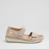 CAMEL ALMOND